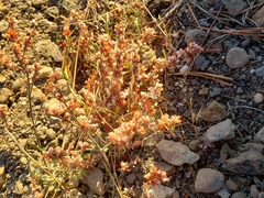 Eriogonum