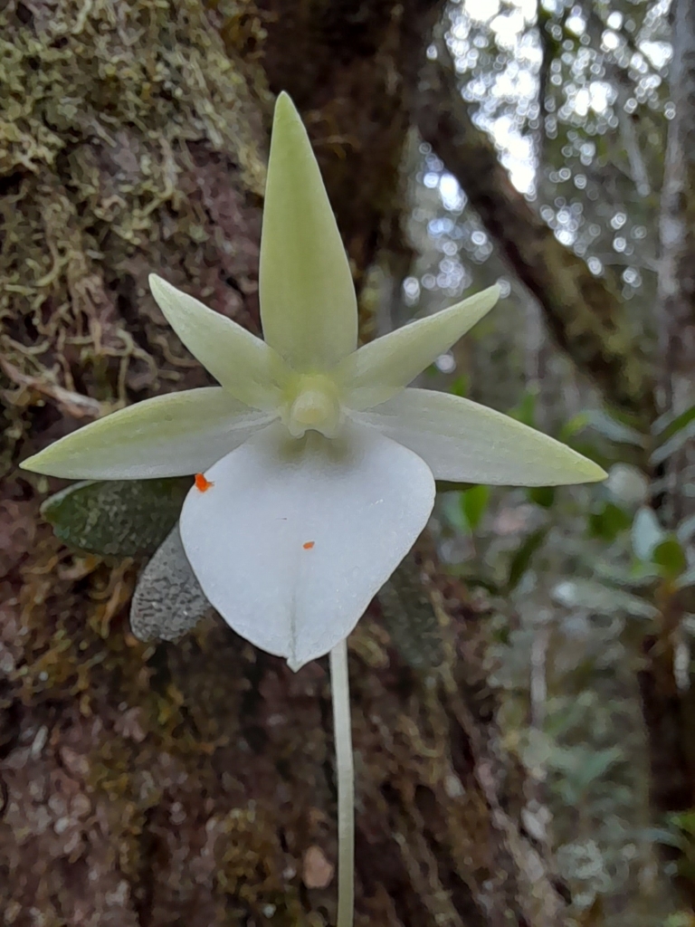 Angraecum breve