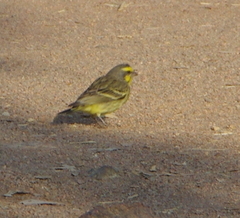 Crithagra mozambica