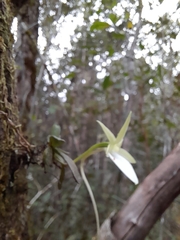Angraecum urschianum