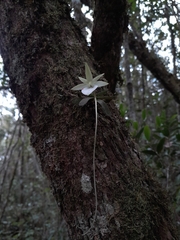Angraecum urschianum