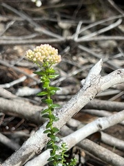 Cassinia denticulata