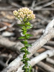 Cassinia denticulata