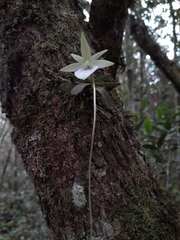 Angraecum urschianum
