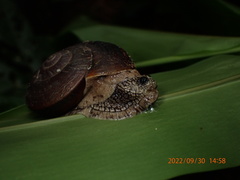 Cryptozona menglunensis