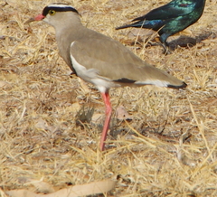 Vanellus coronatus