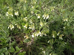 Onosma simplicissima