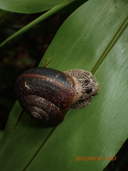 Cryptozona menglunensis