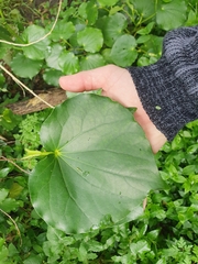 Piper excelsum excelsum