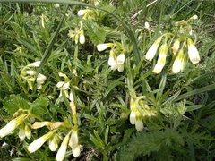 Onosma simplicissima