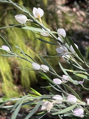 Eriostemon australasius