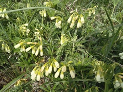 Onosma simplicissima