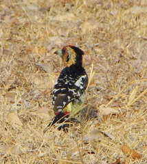 Trachyphonus vaillantii vaillantii