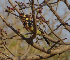 Trachyphonus vaillantii vaillantii