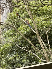 Platycercus elegans adelaidae