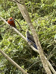Platycercus elegans adelaidae