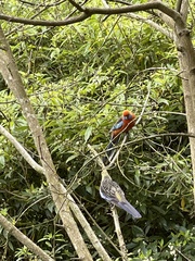 Platycercus elegans adelaidae