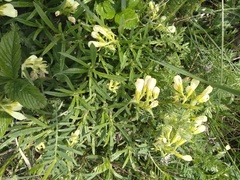 Onosma simplicissima