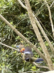 Platycercus elegans adelaidae