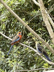 Platycercus elegans adelaidae