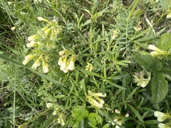 Onosma simplicissima