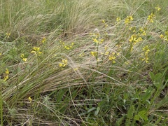 Sisymbrium polymorphum