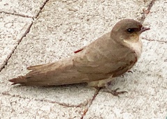 Ptyonoprogne fuligula