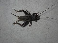 Eumodicogryllus bordigalensis