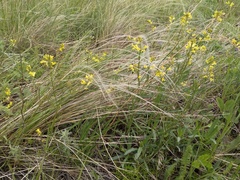 Sisymbrium polymorphum