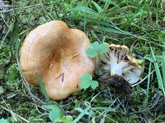 Lactarius olympianus