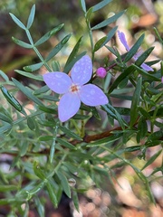 Boronia pinnata