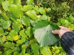 Piper excelsum excelsum