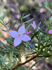 Boronia pinnata