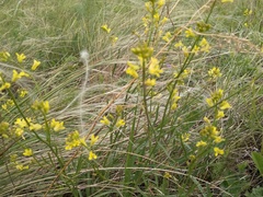 Sisymbrium polymorphum