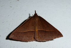 Epidesmia chilonaria