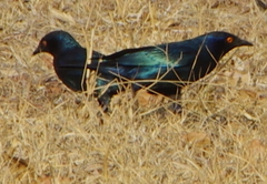 Lamprotornis nitens