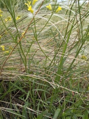 Sisymbrium polymorphum