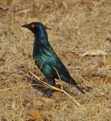 Lamprotornis nitens
