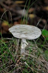 Amanita