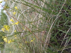 Sisymbrium polymorphum