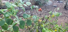 Lonicera arizonica