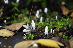 Xylaria hypoxylon