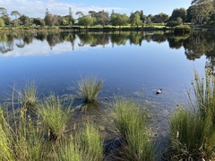 Fulica atra australis