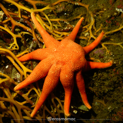 Solaster regularis