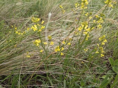 Sisymbrium polymorphum
