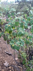 Lonicera arizonica