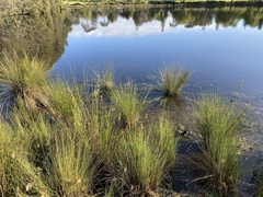 Fulica atra australis