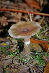 Amanita
