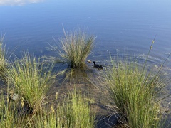 Fulica atra australis
