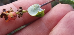 Lonicera arizonica